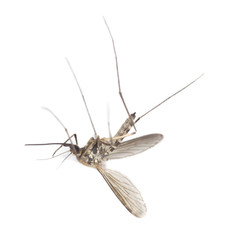 Mosquito isolated on white.