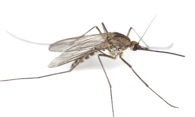 Mosquito isolated on white.