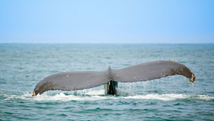 Whale watching © Alexey Stiop