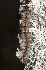 Oak eggar larvae sitting on tree. Macro photo.