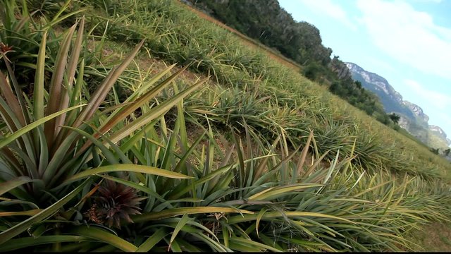 Champs d'ananas - Vinales - Cuba