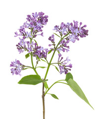 Syringa (Lilac) isolated on white background.