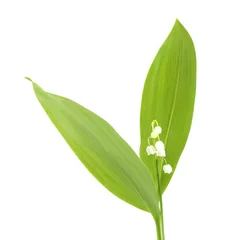 Lily of the valley isolated on white background.
