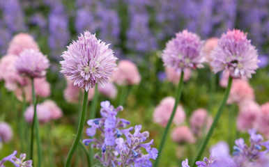 clover flowers in garden