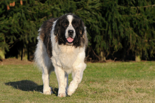 Pyren&auml;en Mastiff