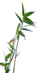 Fototapeta na wymiar tiges de bambou, fond blanc