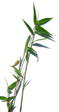 tiges de bambou, fond blanc