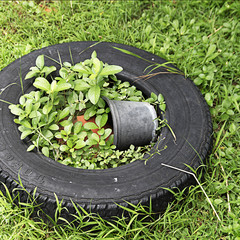 Old tyre in the garden