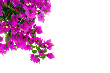 Bougainvillea Flowers