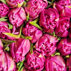 Obraz premium tulips