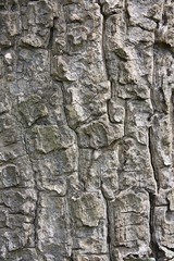 bark