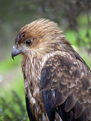 whistling kite