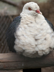 white headed pigeon