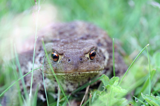 Froschperspektive