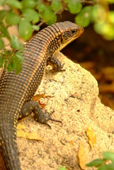 Scaly plated lizard