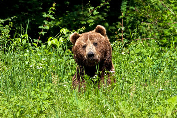 brown bear ( Ursus arctos ) resting on the grass