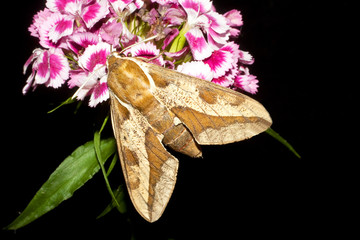 Spurge Hawk-moth / Hyles euphorbiae