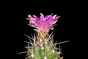 violet cactus flower  in macro