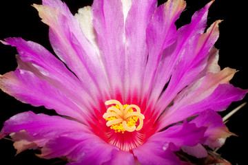 violet cactus flower  in macro