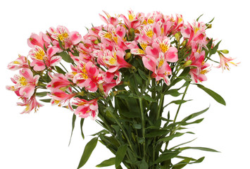 bouquet pink flowers, isolated.