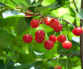 Red cherry
