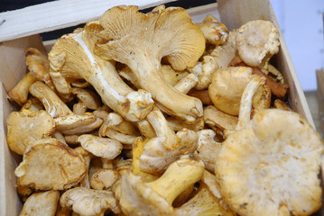 Frische Pfifferlinge Pilze in Holzkiste