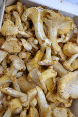 Frische Pfifferlinge Pilze in Holzkiste