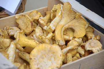 Frische Pfifferlinge Pilze in Holzkiste