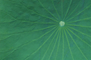 Lotus Green Leaf Background