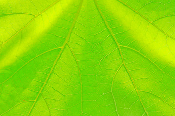 Fototapeta na wymiar Texture of the leaf