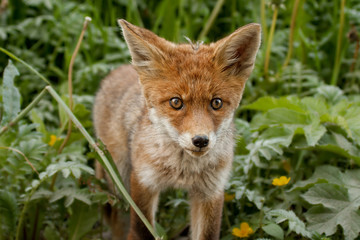 Obraz premium Jungtier Fuchs