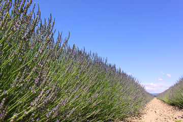 Champ de lavande