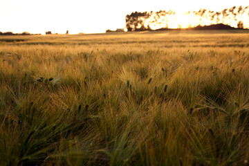Gerstenfeld Sonnenuntergang