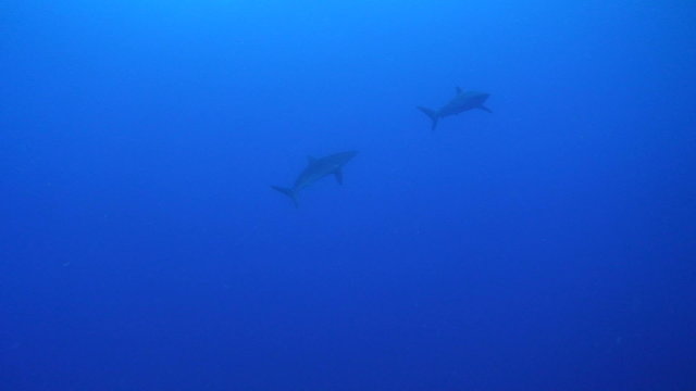 Two Silky Sharks swimming in blue water