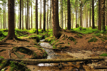 Märchen Wald Bach