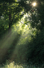 Fototapeta premium Promień słońca przechodzi przez gałęzie lasu