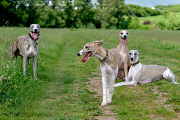 Vier Whippets auf der Wiese
