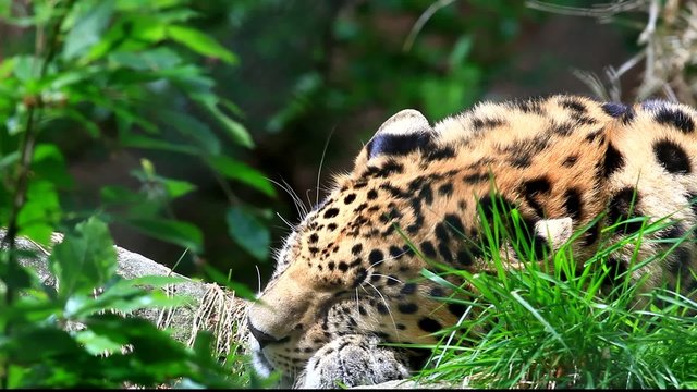 armurleopard