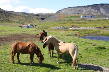 Fototapeta na wymiar Icelandic horses on Snaefellsnes peninsula