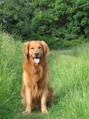 Golden Retriever