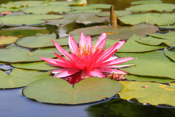 赤い睡蓮