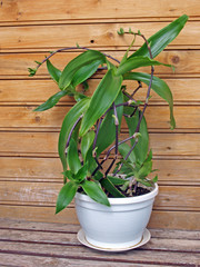 Basket plant (Callisia fragrans)