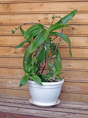 Basket plant (Callisia fragrans) 2