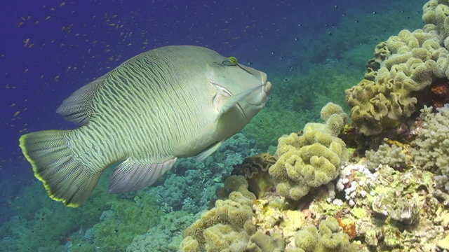 High angle view of juvenile napoleon wrasse