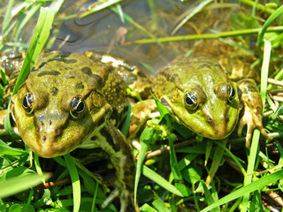 Naklejka premium Green frogs
