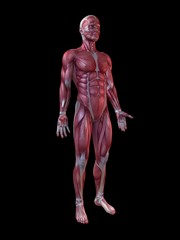 m&auml;nnliche Muskelsystem