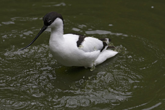 avocetta