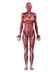 Muskelsystem der Frau