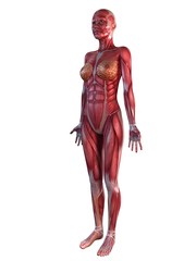 Obraz premium Muskelsystem - Frau