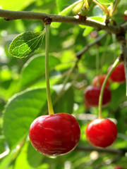 ripening cherry fruits